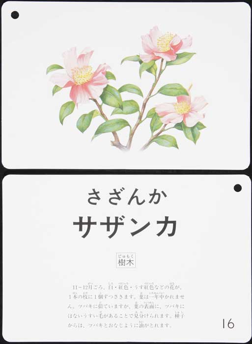 自然図鑑 花と木カード | すべての商品 | | Kumon shop